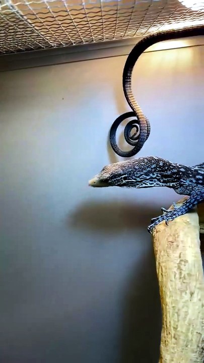 La queue hypnotique du varan bleu qui s’enroule en spirale parfaite