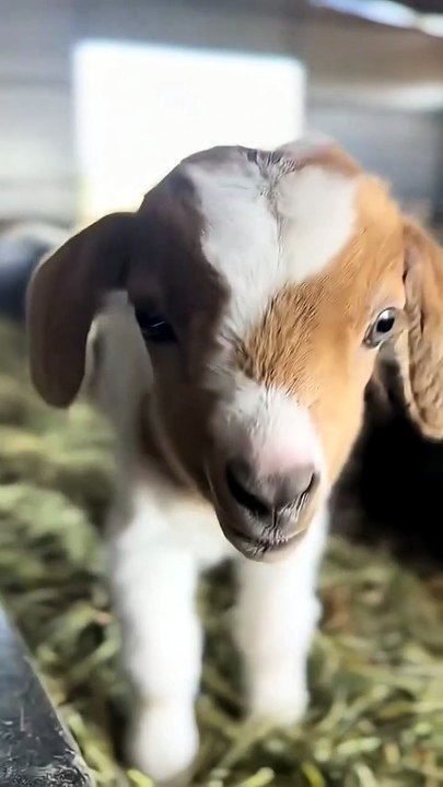 Baby Goats Parkour Is My Favorite Sport 🏆🐐
