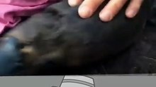 Das Schnabeltier ist MERKWÜRDIG