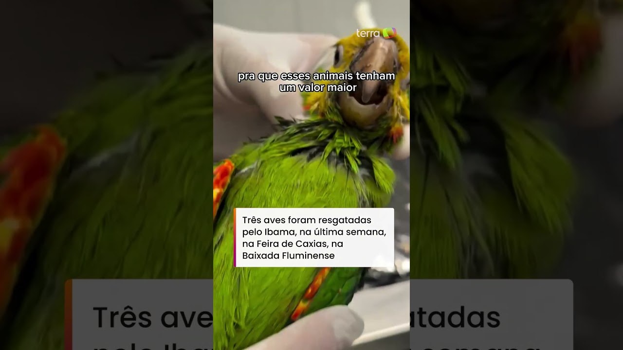 Traficantes pintam maritacas como papagaios para vendê-las mais caro em mercado ilegal no Rio#shorts