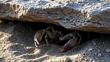 Scorpion : The ancient survivor armed with nature’s perfect defense
