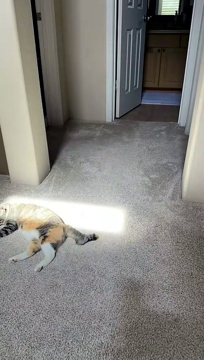 Un chat qui chasse le soleil toute la journée en timelapse
