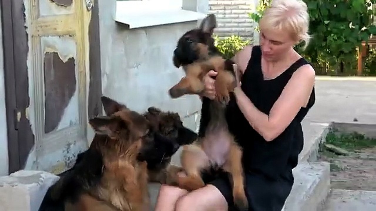 Sweet cute longhaired German Shepherd puppies 3 months old and their beautiful mother Olivia