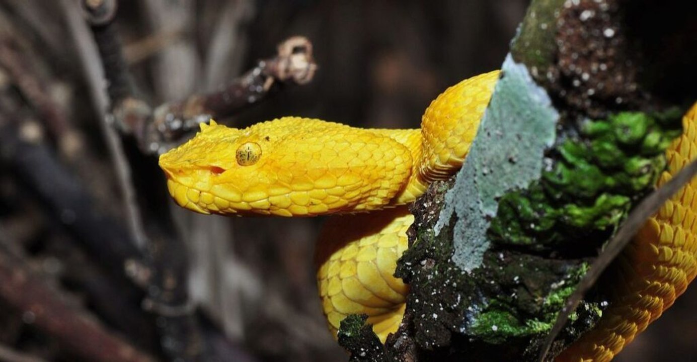 Twelve Wildlife Wonders Visible Only to a Trained Eye