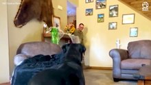 Blind Dog Realizes Military Dad Is Finally Home 😭❤️