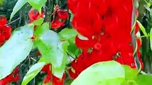 Jade vine red  flower plant lover