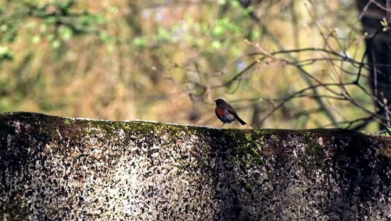 You didn't know this about the Robin