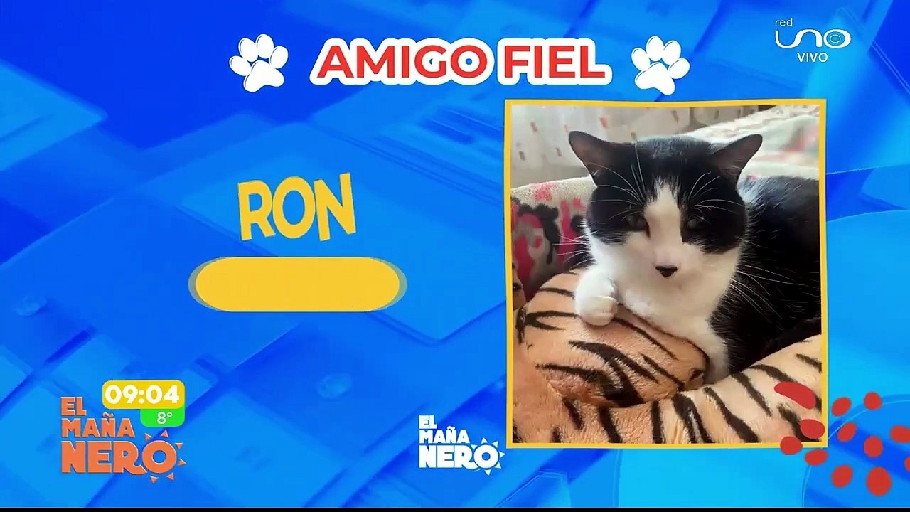 Amigo fiel- mascotas extraviadas