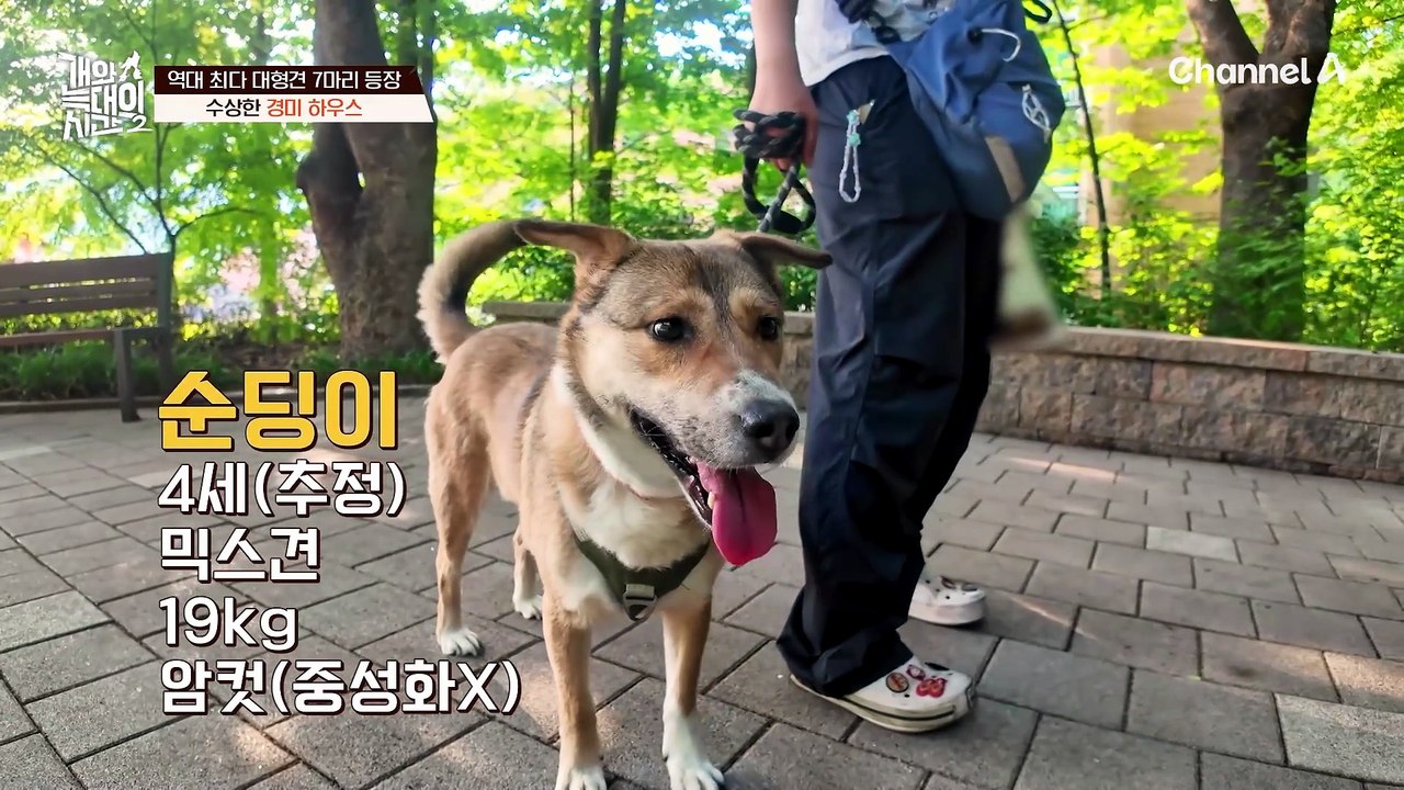 "친척 별장에서 구조했어요" 3대가 함께 사는 경미 씨네! 친척 별장에서 7마리를 구조했다?