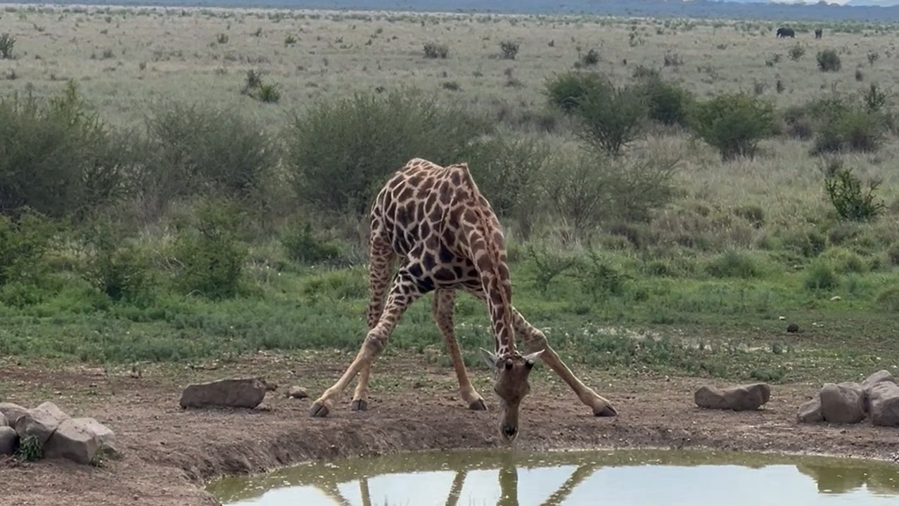 Struggling Giraffe Conquers Awkward Position to Hydrate in Nature