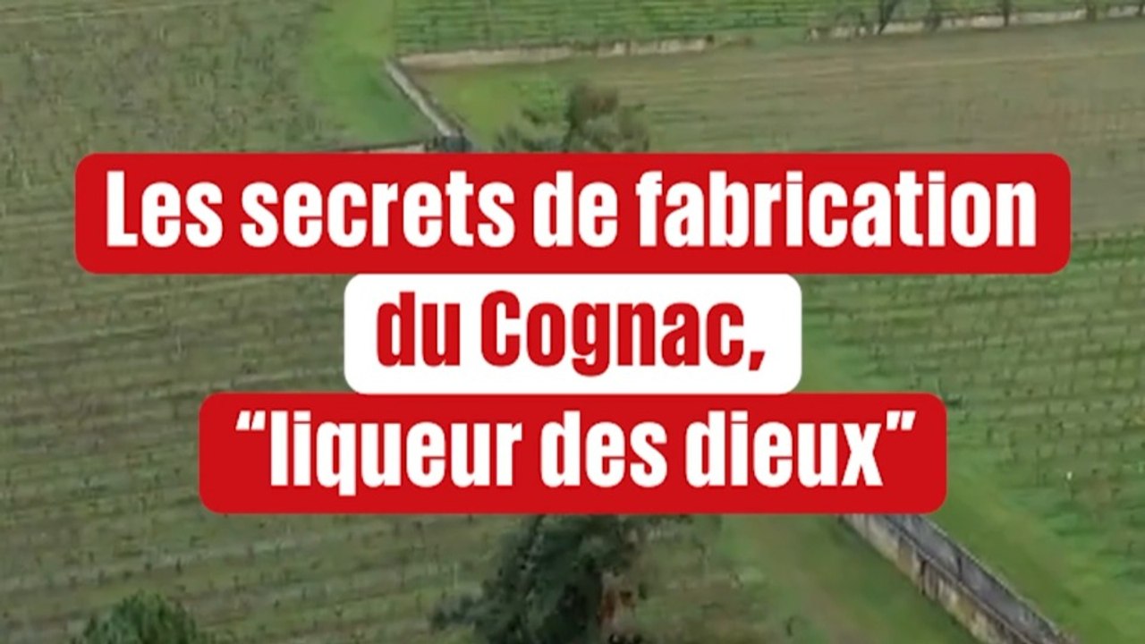 Les secrets de la fabrication du Cognac, "liqueur des dieux"