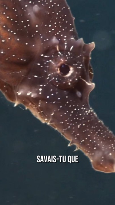 5 faits que tu ne connaissais sûrement pas sur les hippocampes 😳