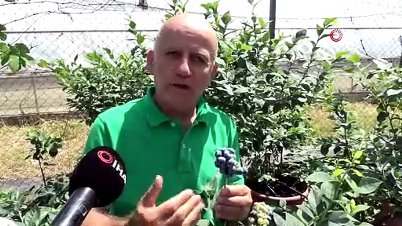Maviyemişte hedef 100 bin ton üretim: "Türkiye artık 8-9 ay üretim yapabiliyor"
