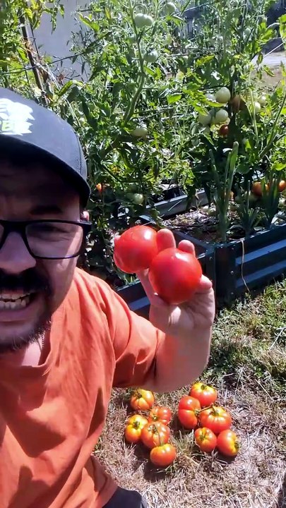 Tomate précoce #recolte #tomate #potager