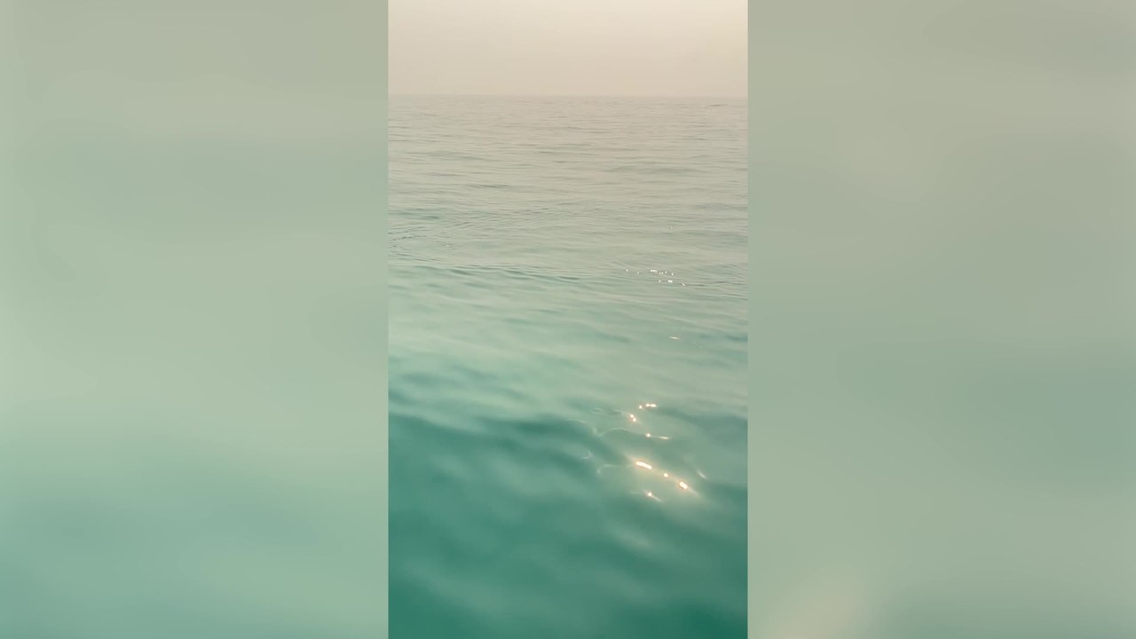 Vet Tech Rescues Drowning Raccoon From Lake Huron