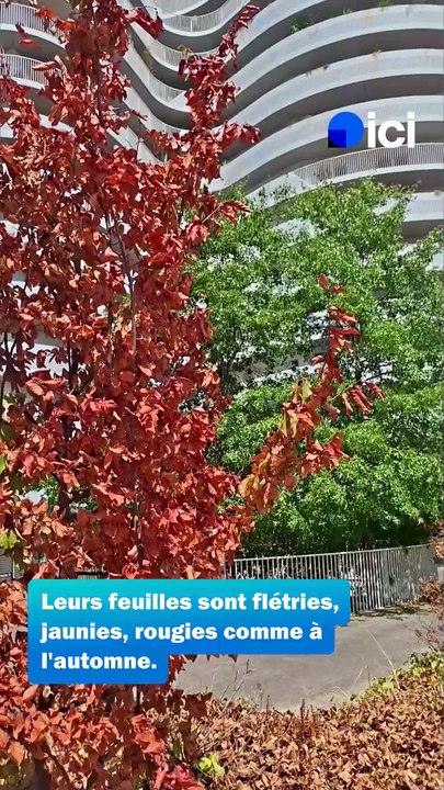 À Nantes, les arbres souffrent avec la sécheresse et l'enchaînement des canicules
