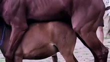 Dia dos Namorados Animal