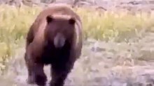 Urso caçando