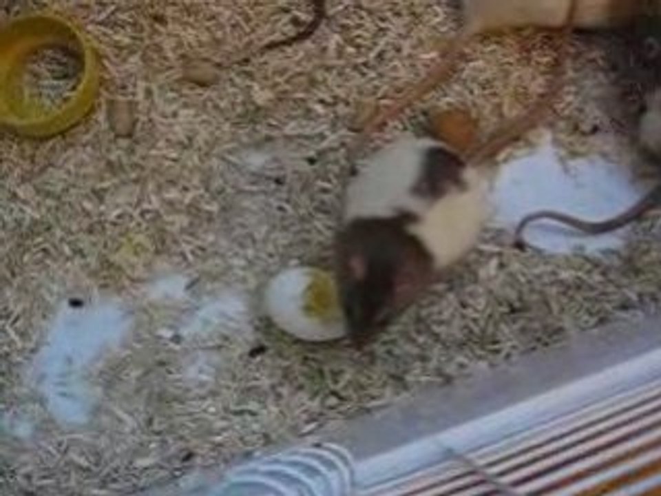 Un oeuf et quatre rats