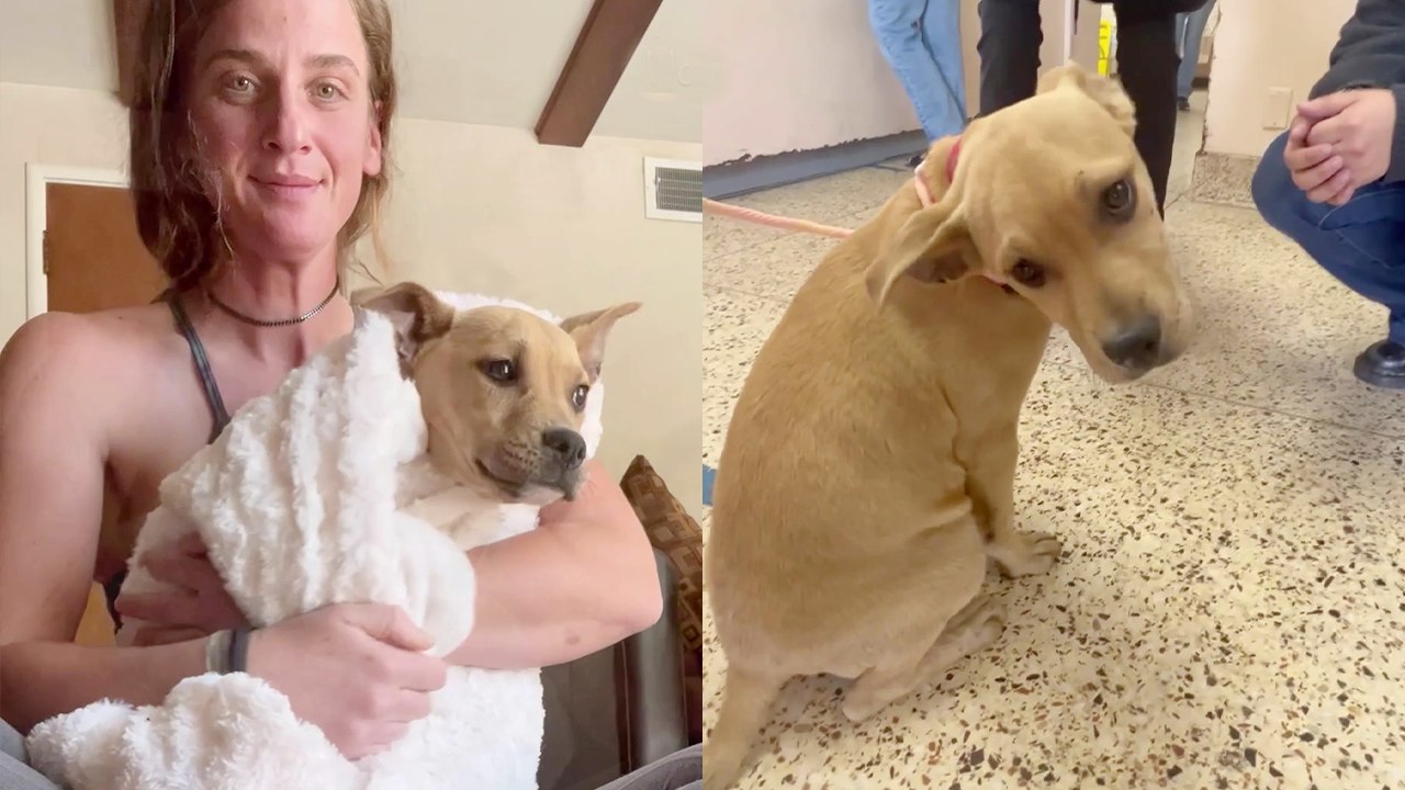 Shocking Rescue: Dog Saved from Euthanasia in Last Minute Intervention