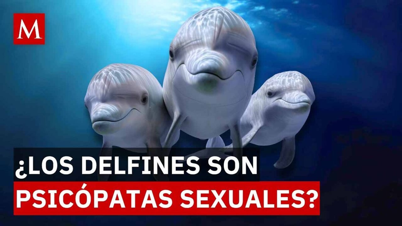 El lado oscuro de los delfines y su cuestionabl...