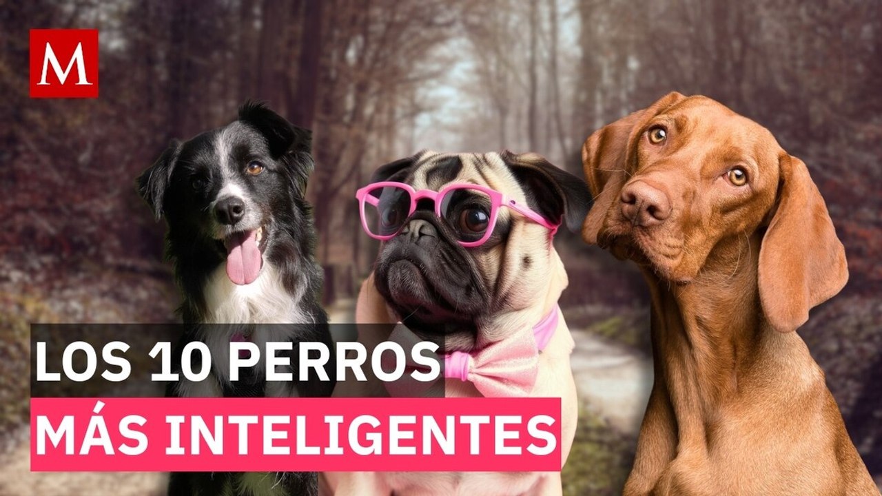 Test revela cuáles son las razas de perros más inteligentes del mundo; aquí te decimos