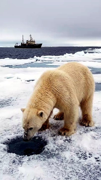 He Can Smell a Seal Through Solid Ice | Polar Bear Hunting | Deep Wildlife