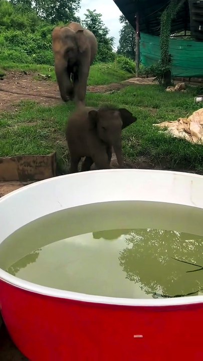 POV: When you find the best place to bathe… you immediately forget to go back. This baby elephant isn't just playing in the water, he's enjoying life without having to think about anything.