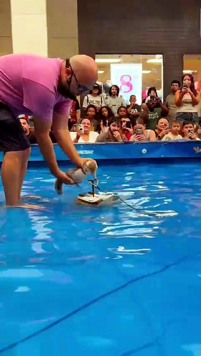 Wow, seriously, I've lived long enough to see a squirrel waterskiing right in front of me lol.  It seems to have better balance than me, wow.