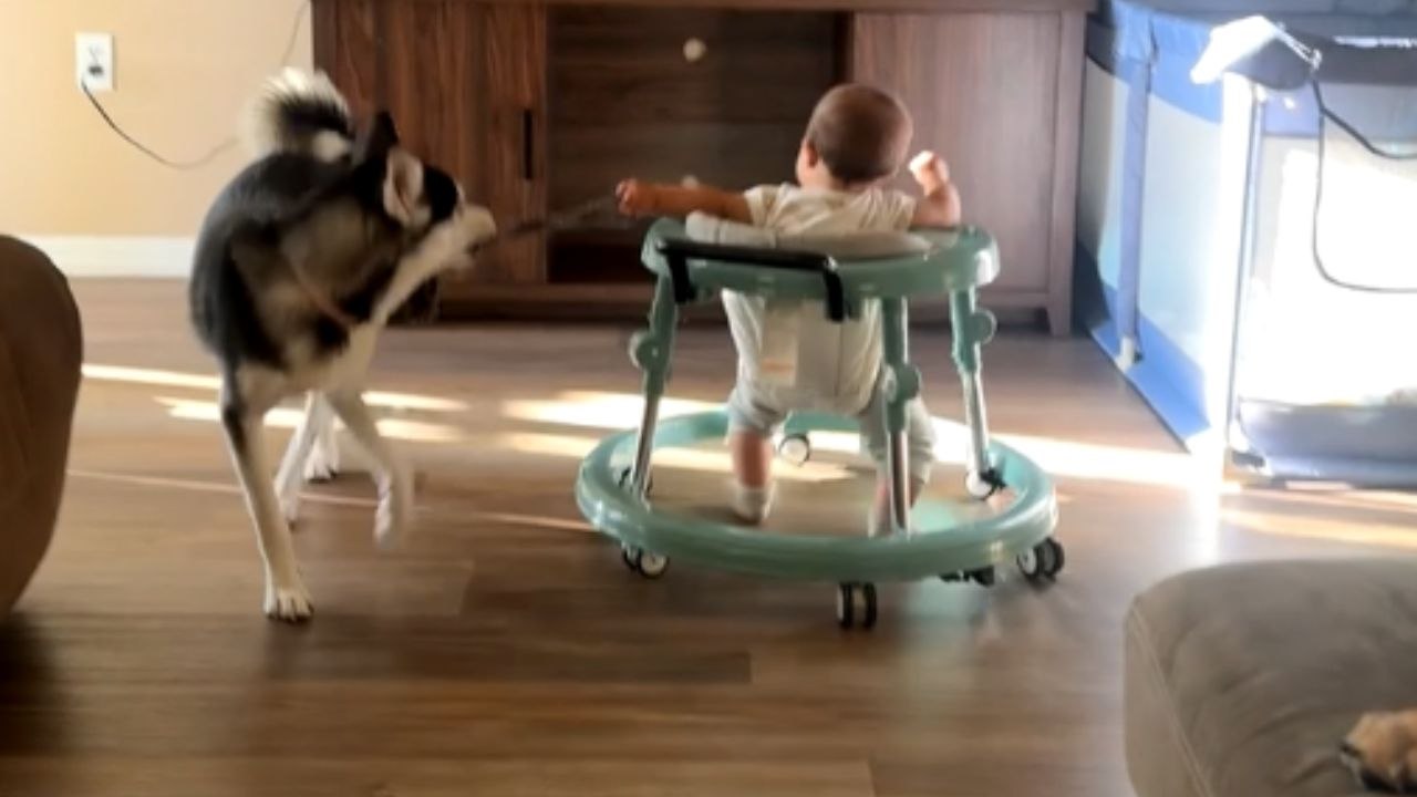 Adorable bond between girl and husky melts hearts