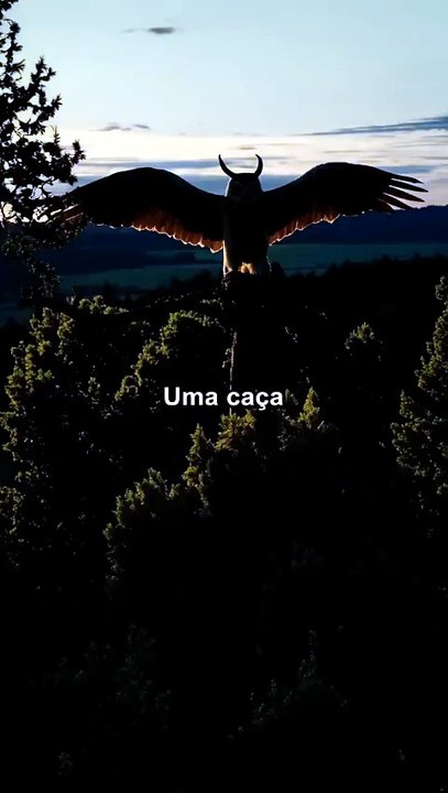 Coruja-Real vs Coruja-Buraqueira Quem Reina na Noite