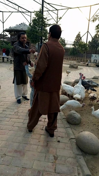 Beautiful birds feeding #viral #trending #foryo