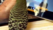 Pet .