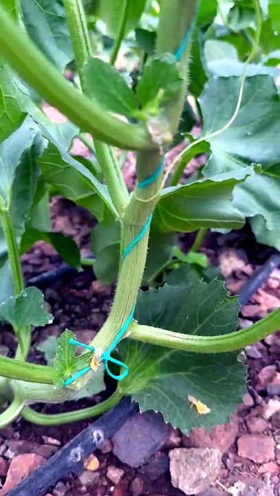From which node does the first fruit appear on a melon?