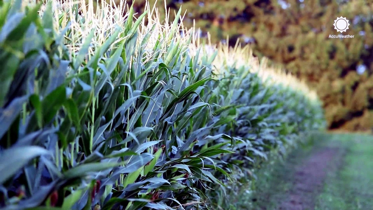 The surprising science behind 'corn sweat'