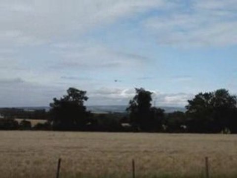 Looping Honey bee MAX FP