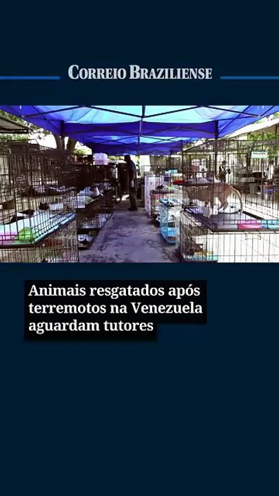 Animais resgatados após terremotos na Venezuela aguardam tutores