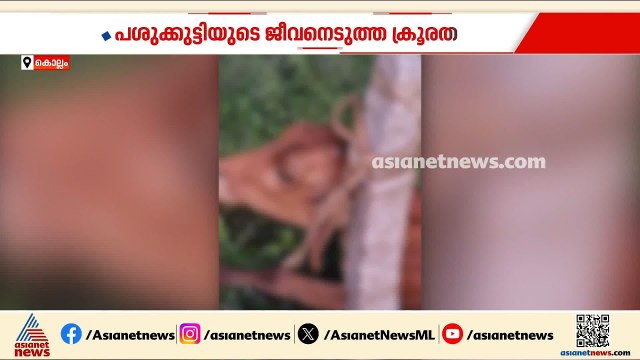 കൊല്ലത്ത് പശുക്കുട്ടിയുടെ ജീവനെടുത്ത് ക്രൂരത; വേലിക്കല്ലിൽ കഴുത്ത് മുറുക്കി കൊന്നു | Kollam