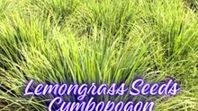 Lemongrass Seeds Cymbopogon Citratus