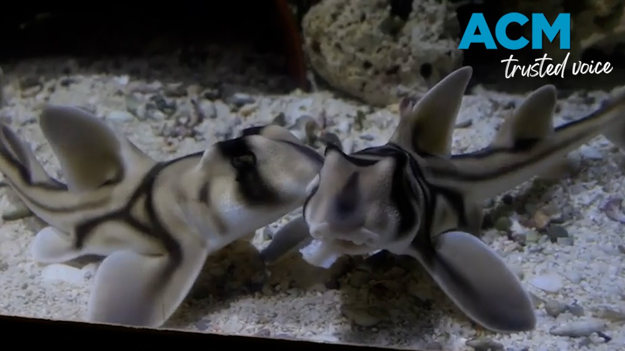 Port Jackson sharks hatch in Melbourne Zoo
