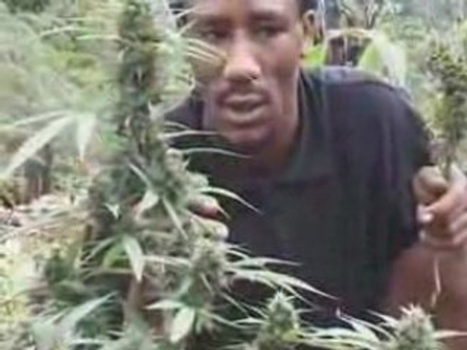 COME TO JAMAICA, JAMAICAN HERBS: www.mytourmagazine.com