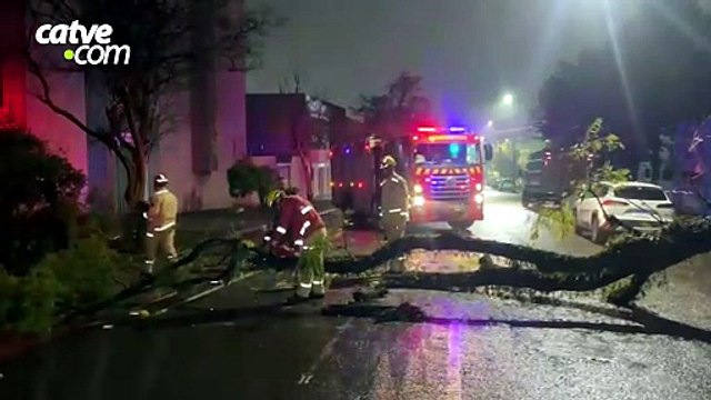 Galho de árvore cai e interdita trecho da Rua São Paulo em Cascavel