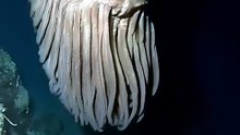 Pin on Deep Sea 🌊