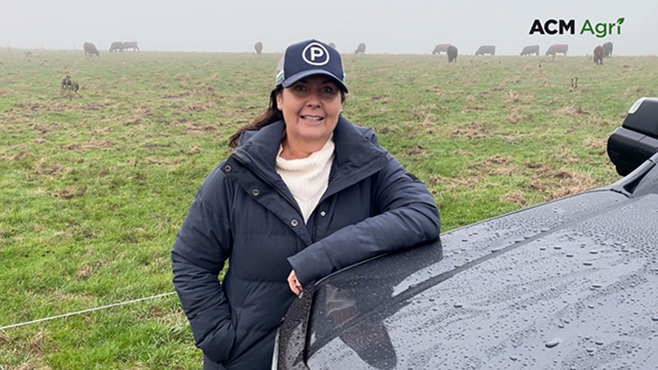How an unusual composite breed is delivering producers 20 per cent more beef
