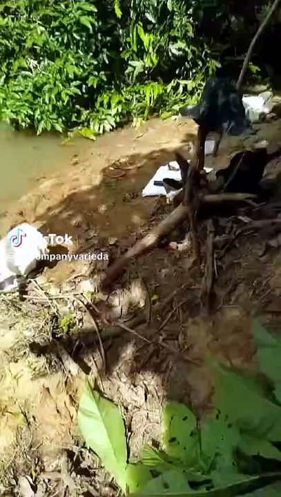 Homem leva choque de peixe elétrico e a reação dos amigos viraliza!