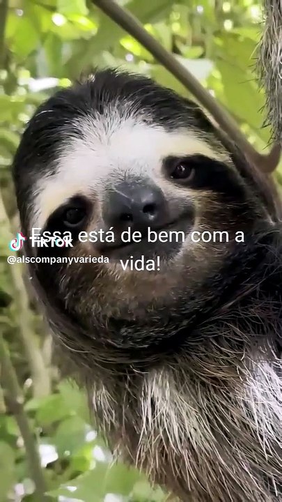 Meta de vida: Esse bicho-preguiça está mais tranquilo que você na segunda-feira! 😂