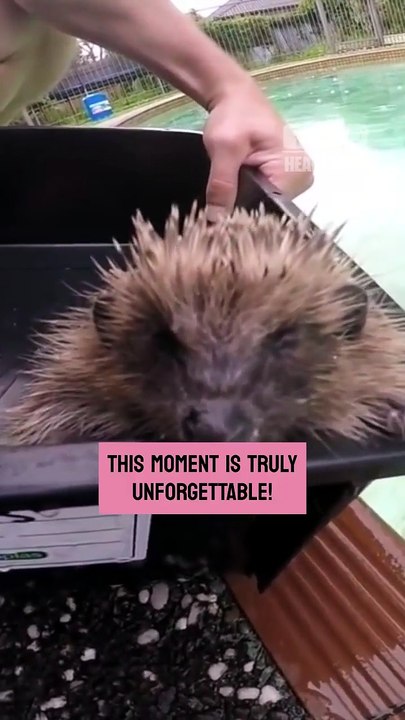 The kind man rescues an exhausted hedgehog from his swimming pool