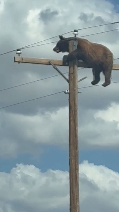 Bear climbs utility pole along new Mexico highway
