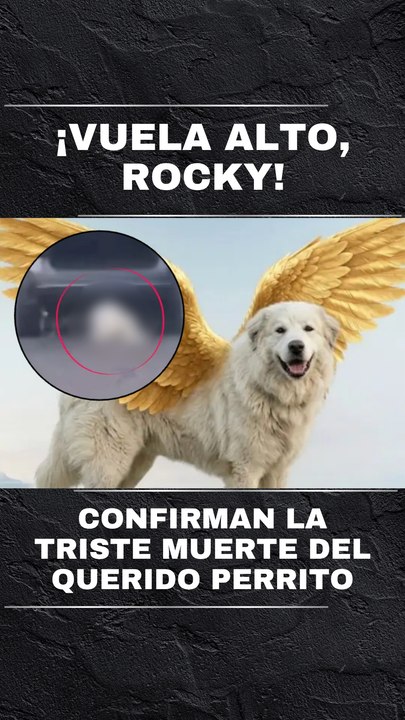 Muere Rocky: veterinario confirma el fallecimiento del querido perrito
