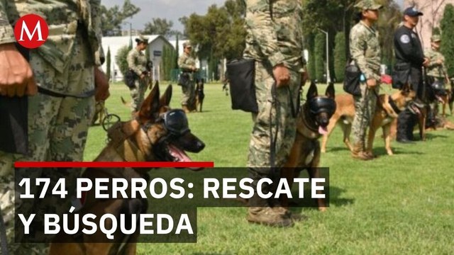 Binomios caninos de la Guardia Nacional: 174 perros entrenados para rescatarte en Guanajuato